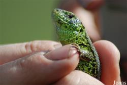 Lacerta agilis