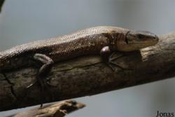 Zootoca vivipara