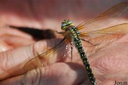 Libellule non identifiée
