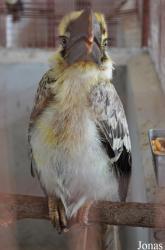 Rhyticeros sp.