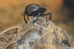 Scarabaeidae non identifié
