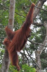 Singapore Zoo