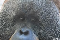 Pongo sp.