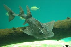 Aquarium le Septième Continent