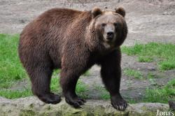 Ursus arctos beringianus