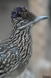 Diergaarde Blijdorp