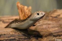 Pituophis melanoleucus