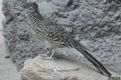 Diergaarde Blijdorp