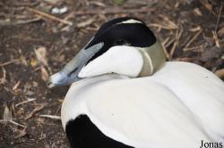 Diergaarde Blijdorp