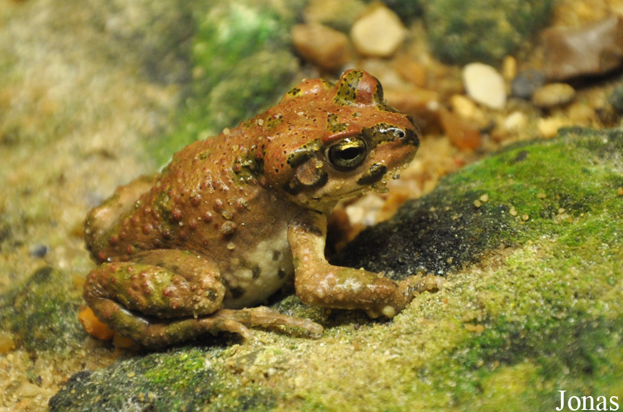 Diergaarde Blijdorp