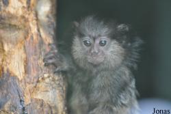 Aqua Zoo Friesland