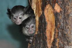 Aqua Zoo Friesland
