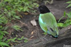 Burgers' Zoo