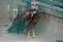 Circus aeruginosus aeruginosus