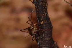 Phaeophilacris bredoides