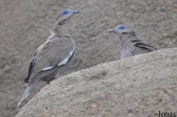 Burgers' Zoo