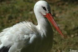 Zoo des Bois de Saint-Pierre
