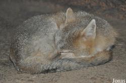 Burgers' Zoo