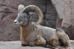 Burgers' Zoo