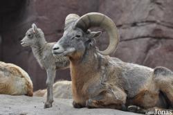Burgers' Zoo
