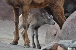 Burgers' Zoo