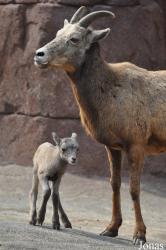 Burgers' Zoo