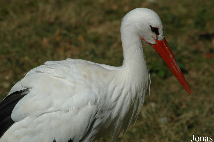Zoo des Bois de Saint-Pierre