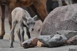 Burgers' Zoo