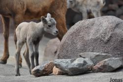 Burgers' Zoo