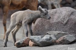 Burgers' Zoo