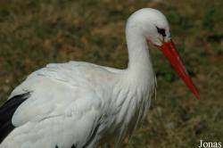 Zoo des Bois de Saint-Pierre