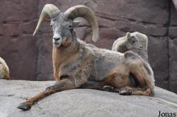 Burgers' Zoo
