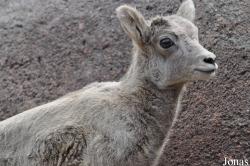 Burgers' Zoo