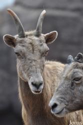 Burgers' Zoo