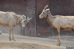 Burgers' Zoo