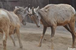 Burgers' Zoo