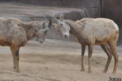 Burgers' Zoo