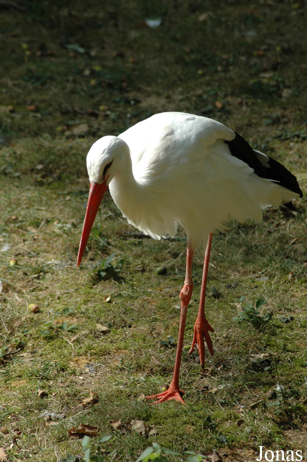 Zoo des Bois de Saint-Pierre