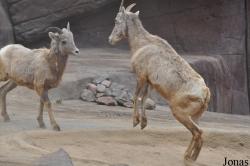 Burgers' Zoo