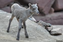 Burgers' Zoo