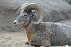 Burgers' Zoo