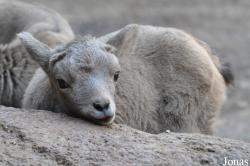 Burgers' Zoo