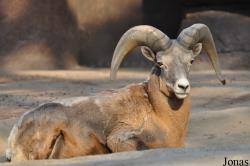 Burgers' Zoo