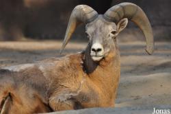 Burgers' Zoo