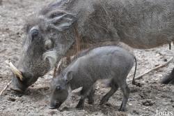 Burgers' Zoo