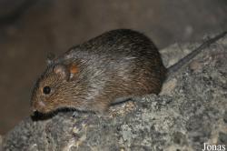 Sigmodon hispidus
