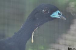 Cracid Breeding and Conservation Centre (CBCC)