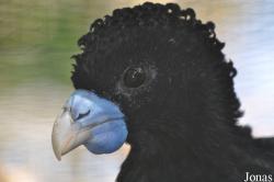 Cracid Breeding and Conservation Centre (CBCC)