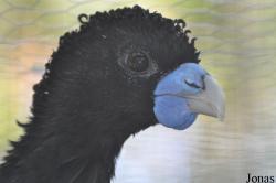 Cracid Breeding and Conservation Centre (CBCC)