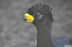 Cracid Breeding and Conservation Centre (CBCC)